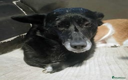 Mixed Breed dogs for adoption: Meet Lizzie (aka Lizzie Lou) - Image 2