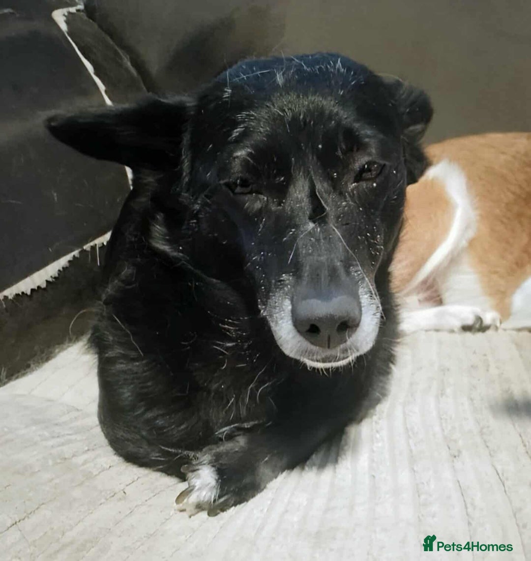 Mixed Breed dogs for adoption: Meet Lizzie (aka Lizzie Lou) - Image 2