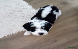 Cavapoo dogs for sale: 2 beautiful females needing a forever home ASAP!!! - Image 4