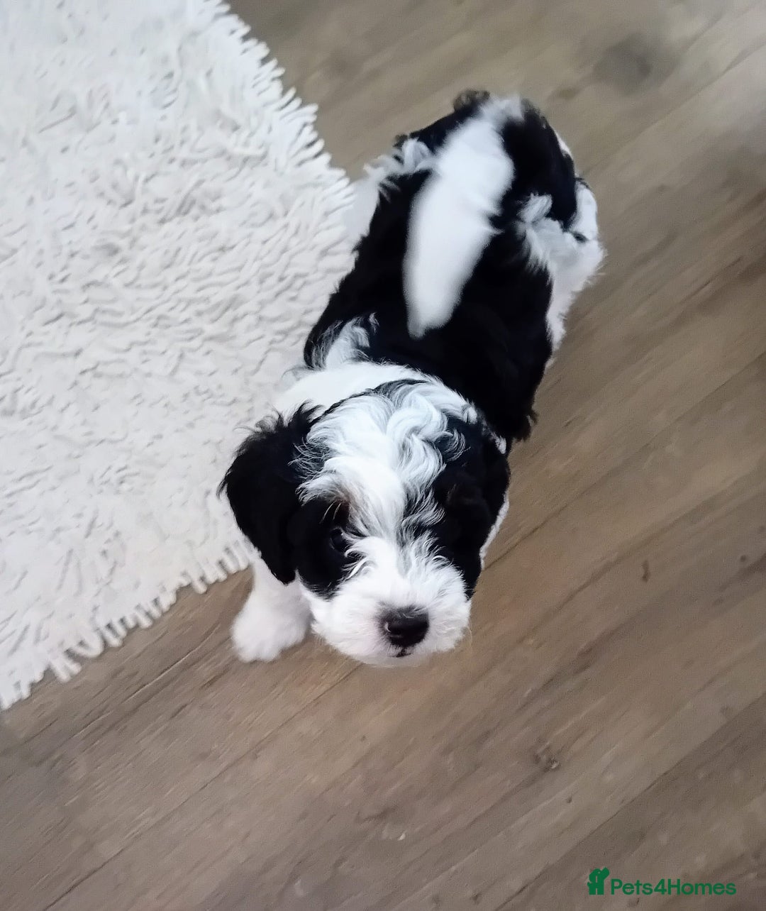 Cavapoo dogs for sale: 2 beautiful females needing a forever home ASAP!!! - Image 4