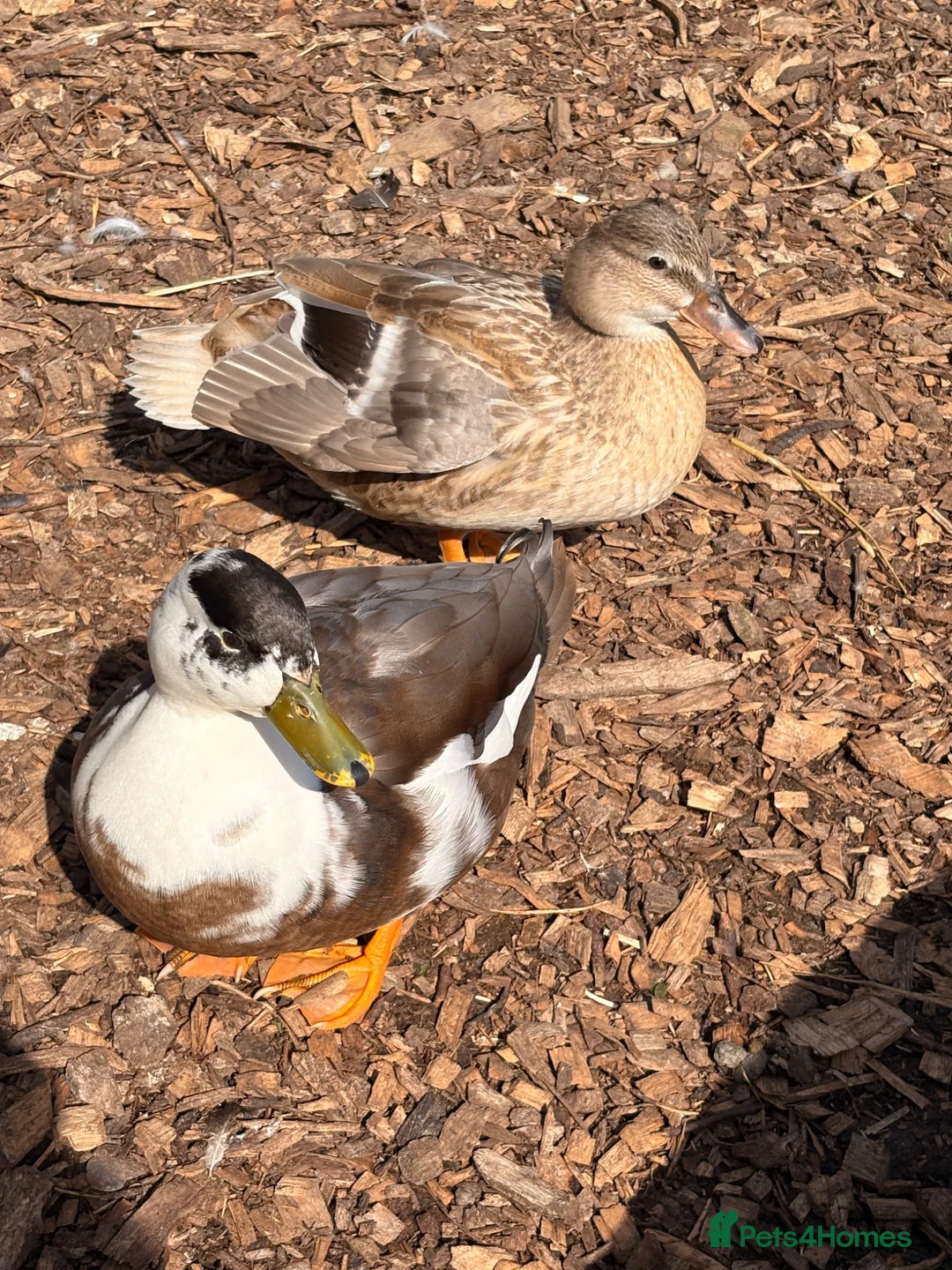 Ducks poultry for sale: Call ducks for sale  - Advert 4