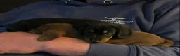 Dachshund dogs for sale: Adorable dachshund puppies in Paisley - Advert 5