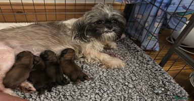 Shih Tzu dogs - Advert 10