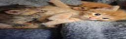 Mixed Breed cats for sale: 5 beautiful kittens for sale - Advert 19