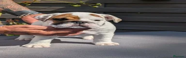 English Bulldog 4