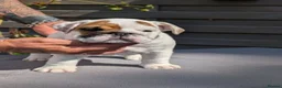 English Bulldog dogs for sale: 5 beautiful KC pups  - Advert 12