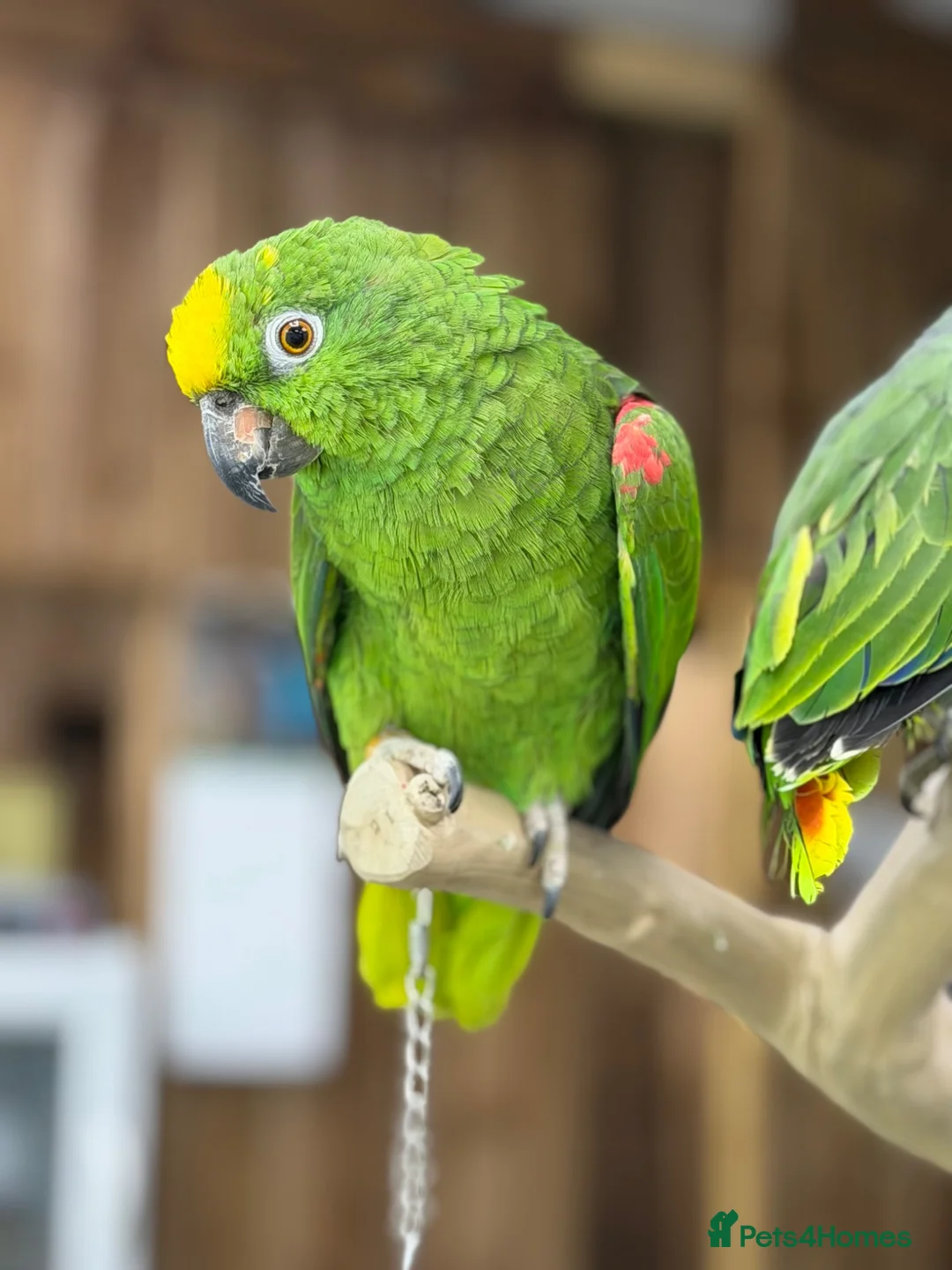 Parrots birds for sale: Baby amazon  - Advert 1