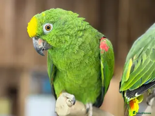 Parrots birds Baby amazon - Advert 1