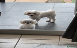 Maltese dogs for sale: 🤩Gorgeous little boy 🤩 - Image 10