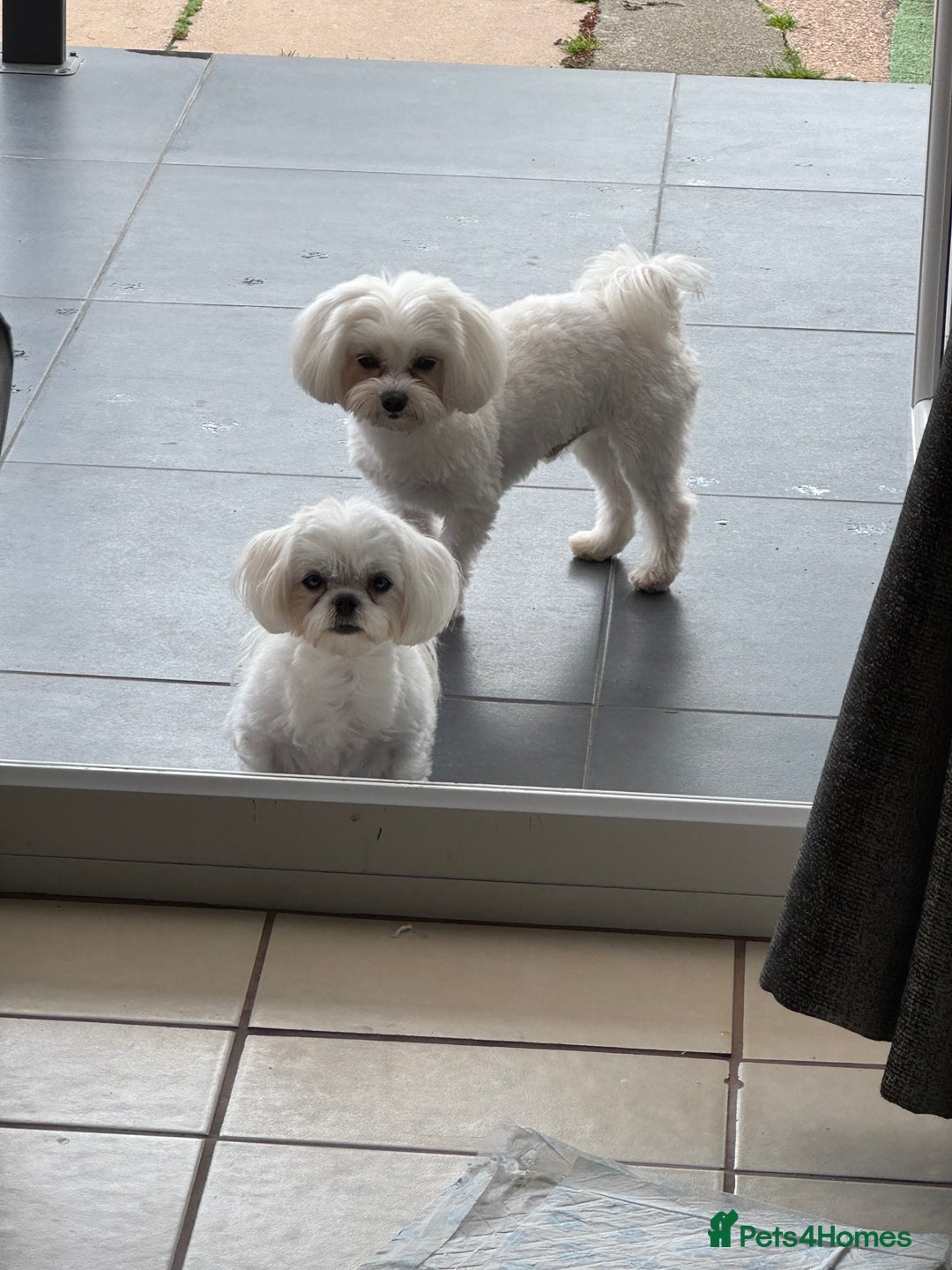 Maltese dogs for sale: 🤩Gorgeous little boy 🤩 - Image 10