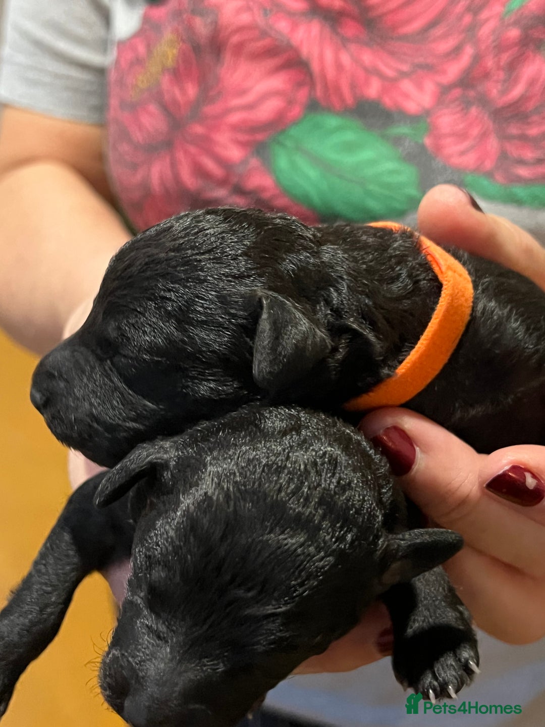 Mixed Breed dogs for sale: Bedlington x whippet puppies - Image 3