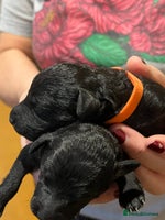 Mixed Breed dogs - Advert 16