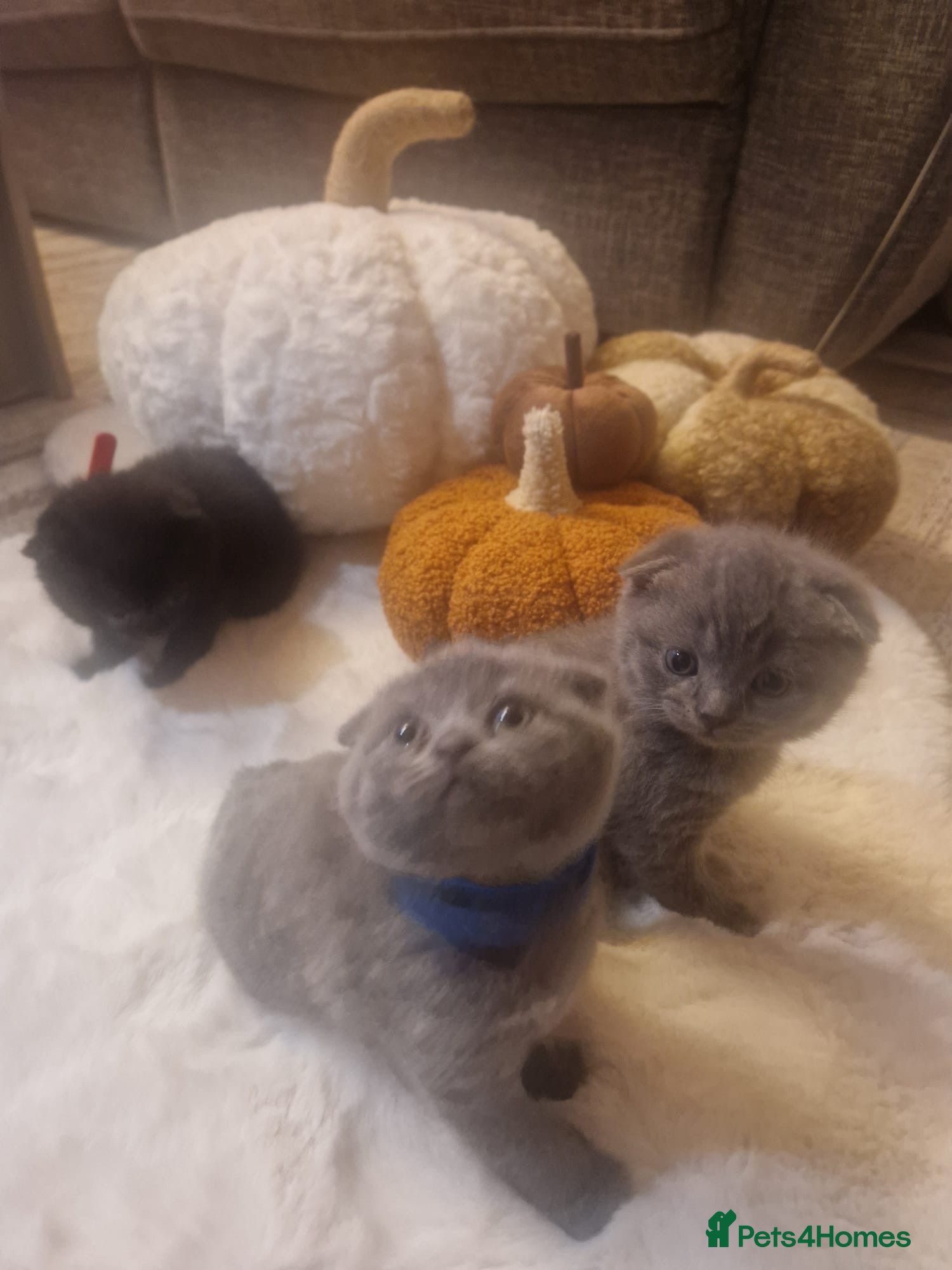 Scottish Fold cats Adorable Scottish Fold kittens, chocolate & Blue❤️ - Advert 17