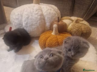 Scottish Fold cats Adorable Scottish Fold kittens, chocolate & Blue❤️ - Advert 12