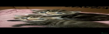 Mixed Breed 2