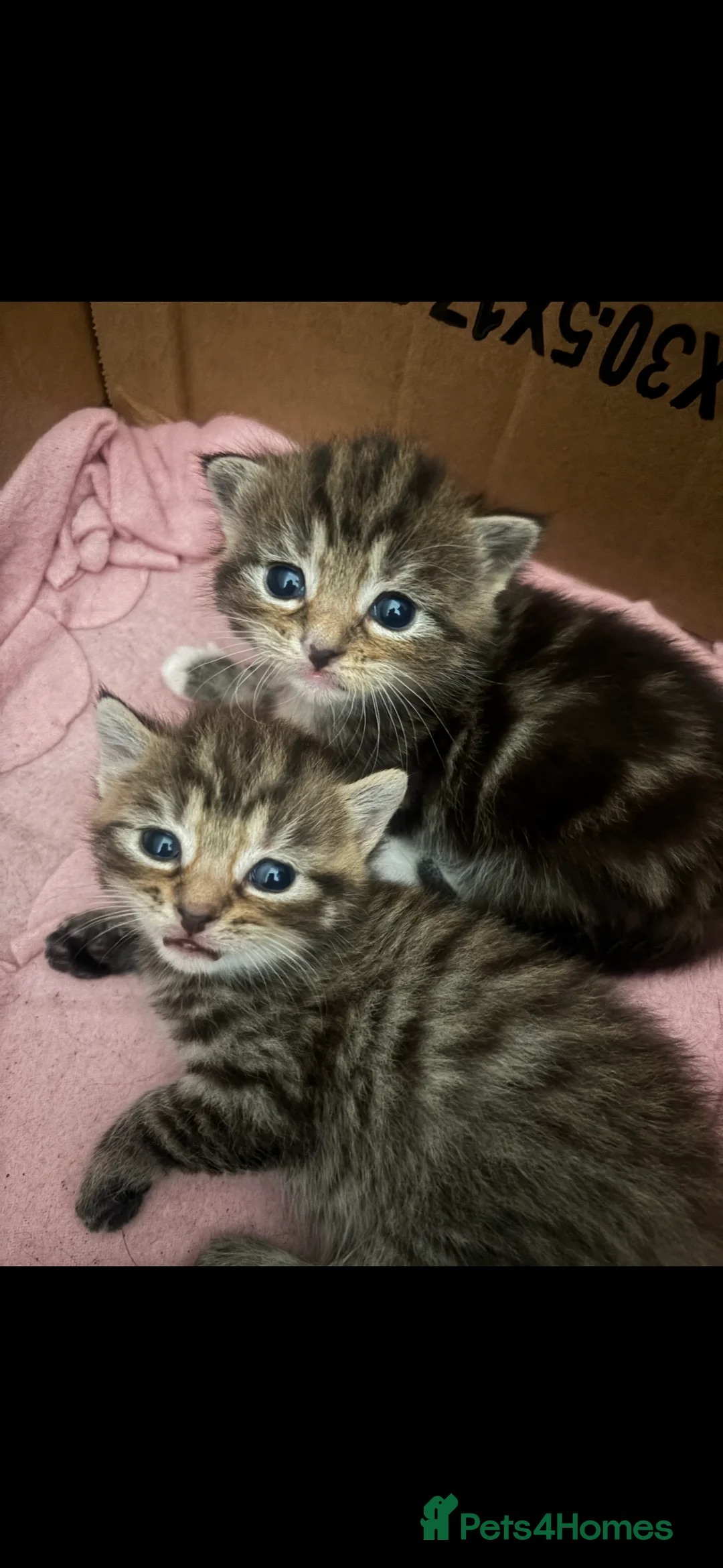 Mixed Breed cats for sale: Mixed breed kittens  in Selby - Advert 2