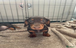 Dachshund dogs for sale: Standard Dachshund Puppies Ready Now - Image 5