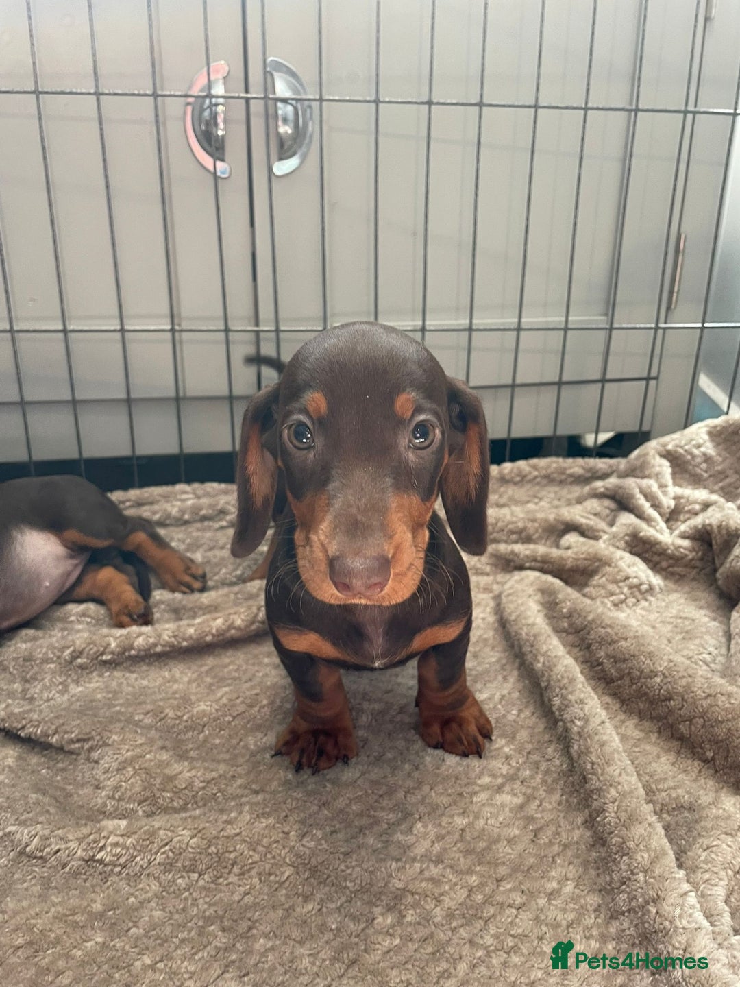 Dachshund dogs for sale: Standard Dachshund Puppies Ready Now - Image 5