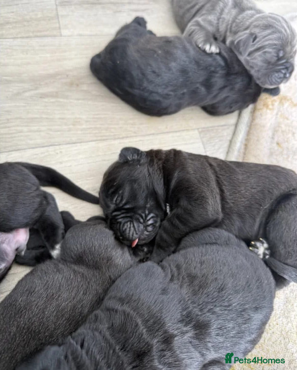 Cane Corso dogs Gentle Giants with Guardian Hearts-Cane Corso Pups in London - Advert 5