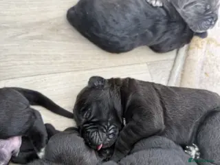 Cane Corso dogs Gentle Giants with Guardian Hearts-Cane Corso Pups in London - Advert 5