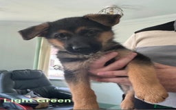 German Shepherd dogs for sale: Stunning KC Registered German Shepherd Puppies  - Image 9