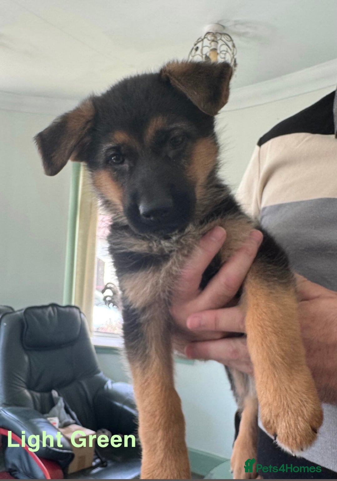 German Shepherd dogs for sale: Stunning KC Registered German Shepherd Puppies  - Image 9
