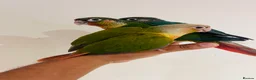 Conures birds for sale: Conure for sale - hand reared babies  in Milton Keynes - Advert 19
