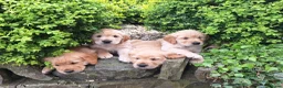 Golden Retriever dogs for sale: Beautiful litter of Golden Retriever puppies 🐶  - Advert 23