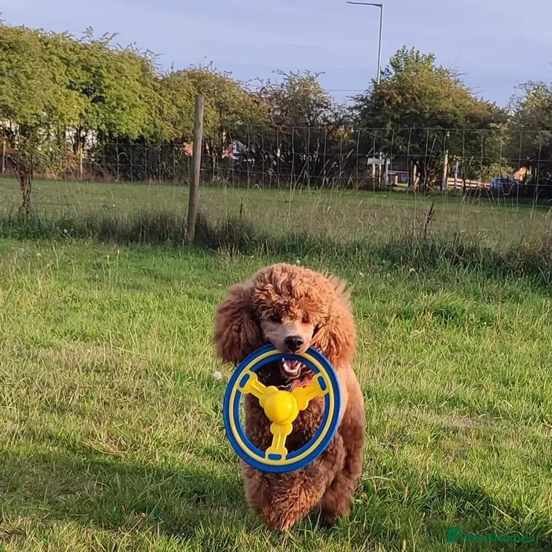 Miniature Poodle dogs for stud: Stunning health tested KC Miniature Poodle in Cannock - Advert 10