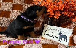 Rottweiler dogs for sale: The best of the best Rottweilers  - Image 29