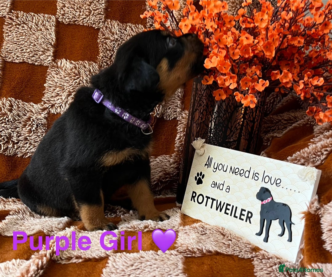 Rottweiler dogs for sale: The best of the best Rottweilers  - Image 29