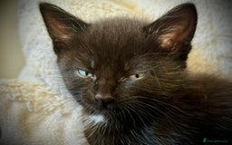 Mixed Breed cats for sale: Beautiful siamese mix kittens - Image 18