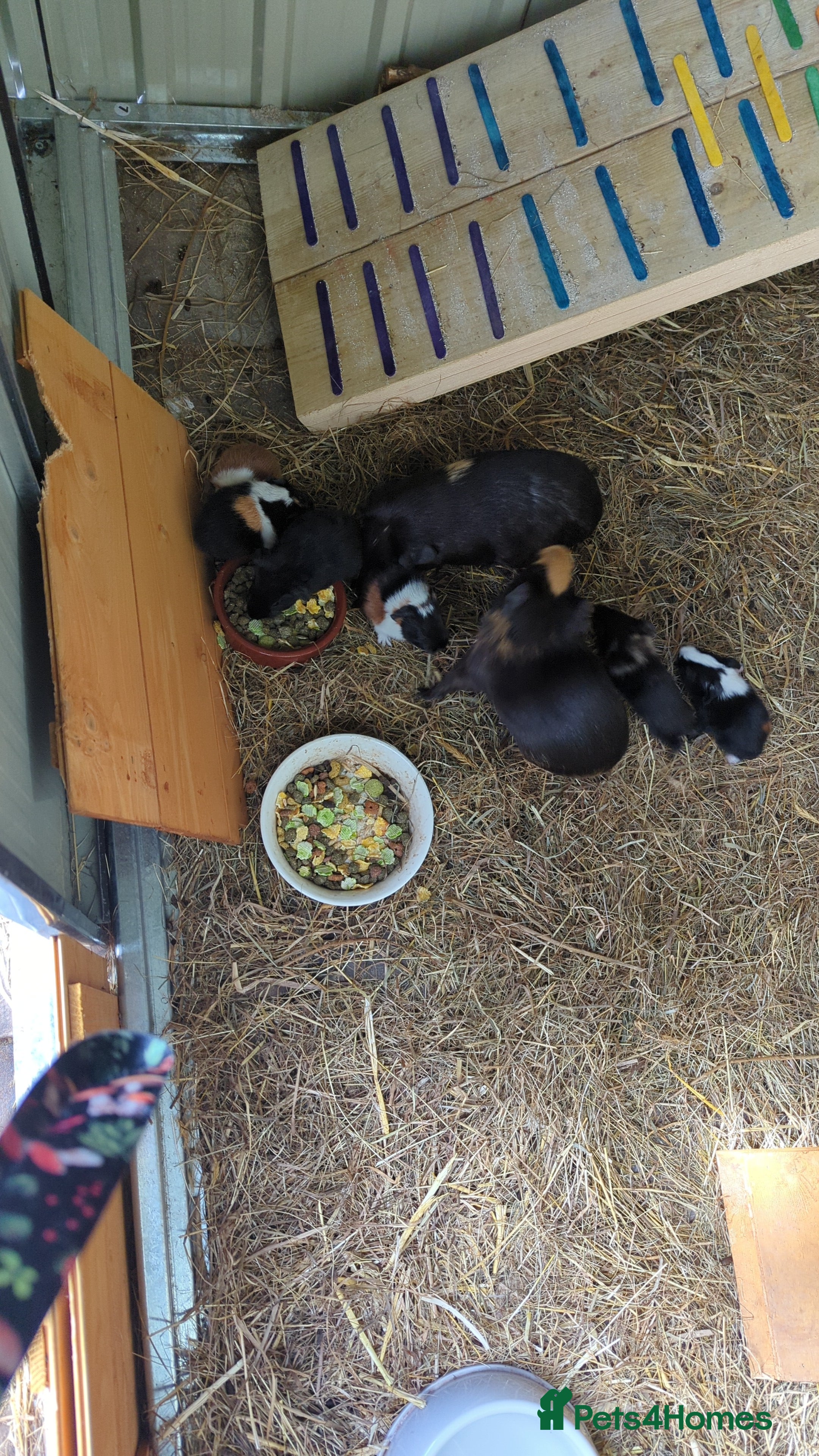 Mixed Breed rabbits Guinea pig  - Advert 4