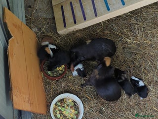 Mixed Breed rabbits Guinea pig - Advert 21