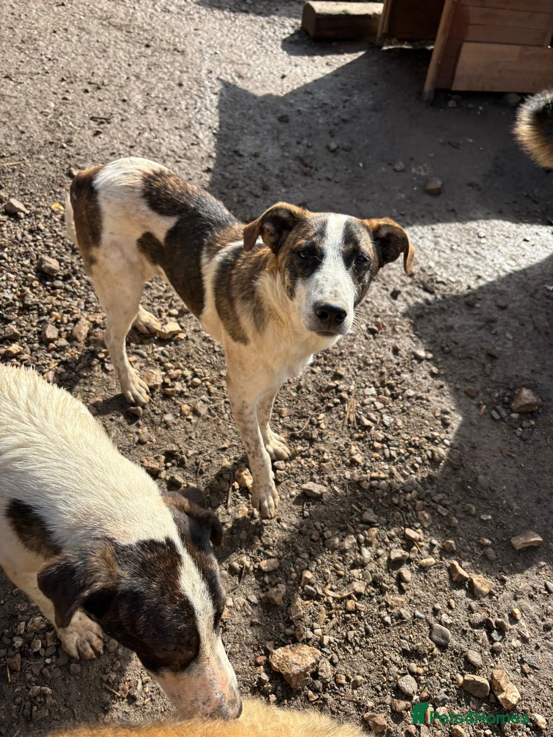 Mixed Breed dogs for adoption: Benson is looking for a dog friend! - Advert 2