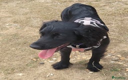 Cocker Spaniel dogs for sale: For Sale - Image 3