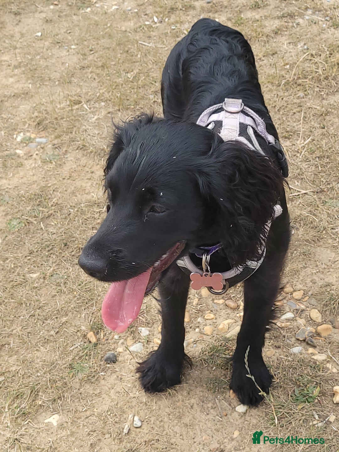 Cocker Spaniel dogs for sale: For Sale - Image 3