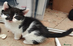 Mixed Breed cats for sale: 3 gorgeous black and white mixed kittens - Image 3
