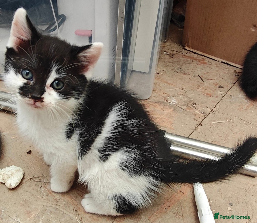 Mixed Breed cats for sale: 3 gorgeous black and white mixed kittens - Image 3