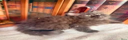 British Shorthair cats for sale: Stunning British Shorthair Kittens Ready Now! - Advert 24