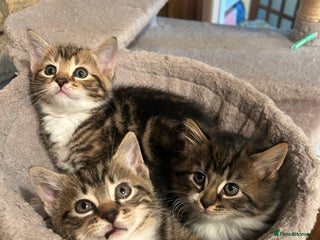 Bengal cats Bengal Cross Kittens -❗️Ready to leave 28th Jan ❗️ - Advert 13