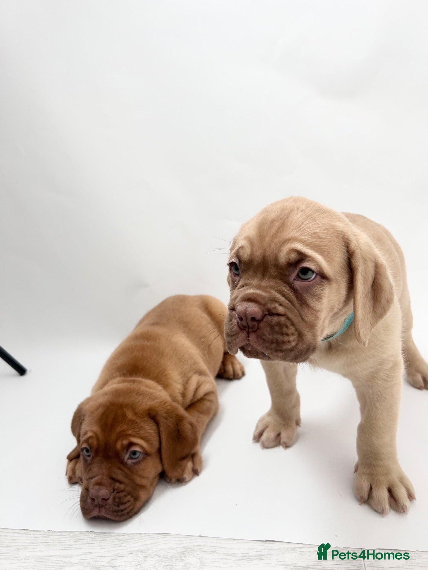 Dogue De Bordeaux dogs Dogue De Bordeaux puppies  - Advert 6