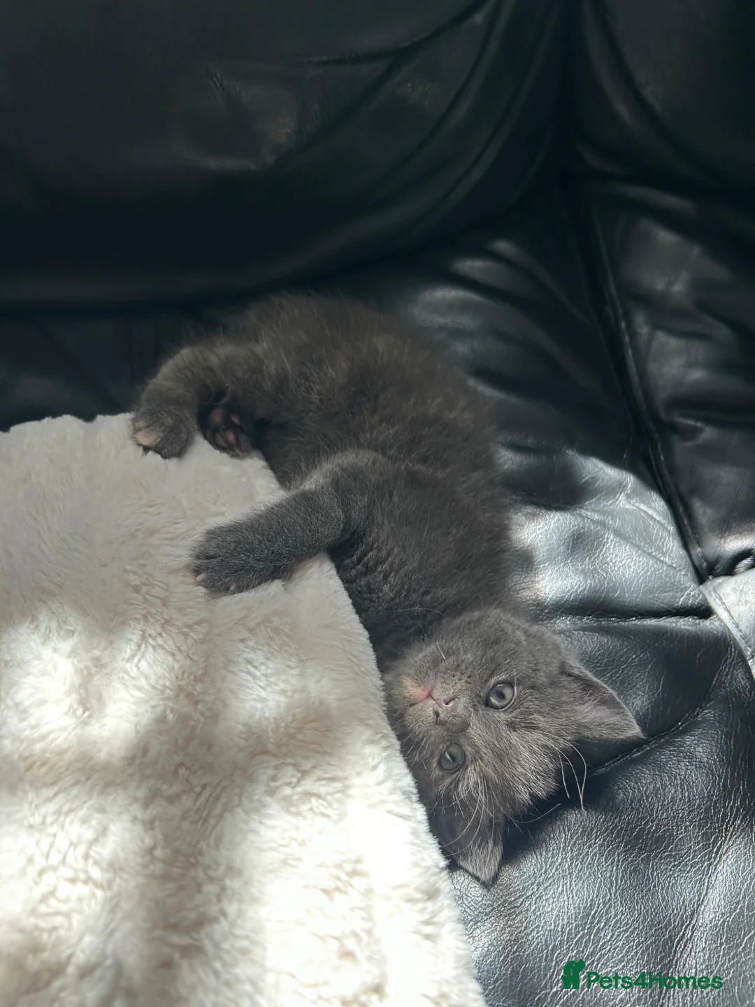 Russian Blue cats for sale: Russian blue female kittens  in Bedford - Advert 6
