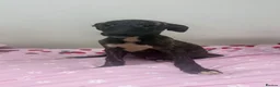 Whippet dogs for sale: WHIPPET PUPPIES  - Advert 32