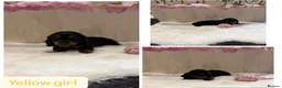 Miniature Dachshund dogs for sale: Beautiful tiny babies ready now - Advert 5