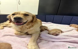 Golden Retriever dogs for sale: 6 beautiful golden retriever pups - Image 3