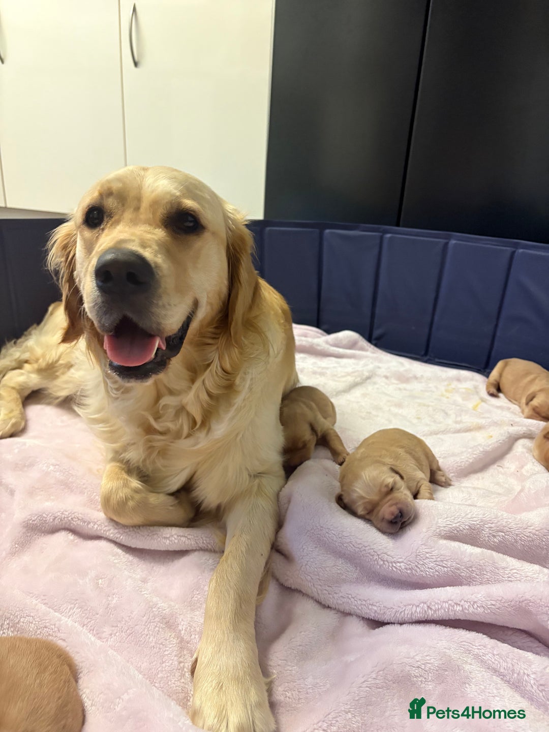 Golden Retriever dogs for sale: 6 beautiful golden retriever pups - Image 3