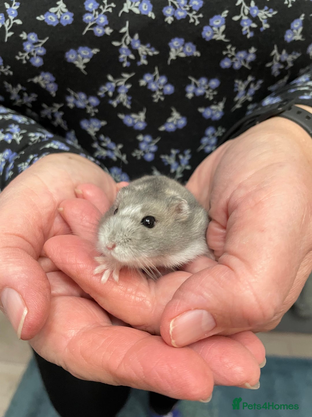 Hamster rodents for sale: Baby Winter White Russian hamsters from show stock - Image 19