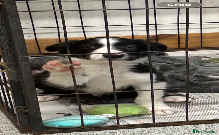 Border Collie dogs - Advert 15