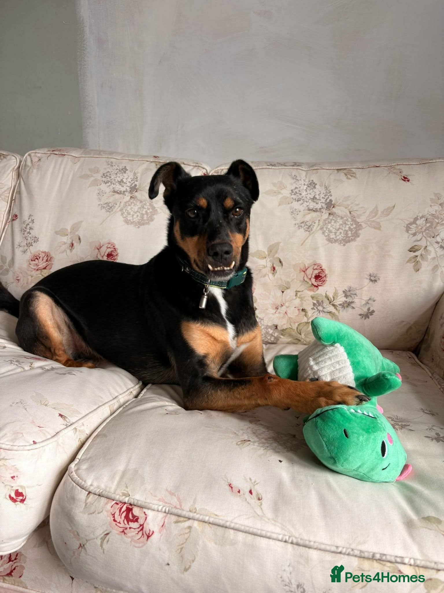 Mixed Breed dogs Max ❤️ - Advert 6